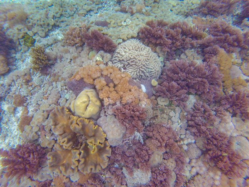 28 - Snorkelling at Pink Beach