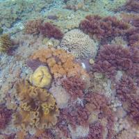 28 - Snorkelling at Pink Beach