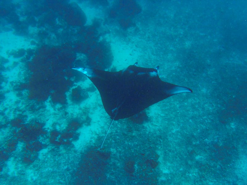 29 - Snorkelling at Manta Point