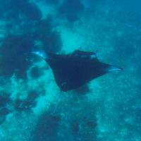 29 - Snorkelling at Manta Point