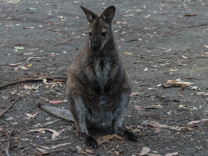 33_Cute pademelon at Fortescue bay campsite