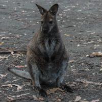 33_Cute pademelon at Fortescue bay campsite