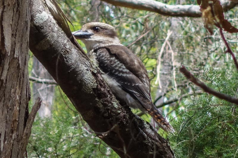 35 - Kokaboora bird