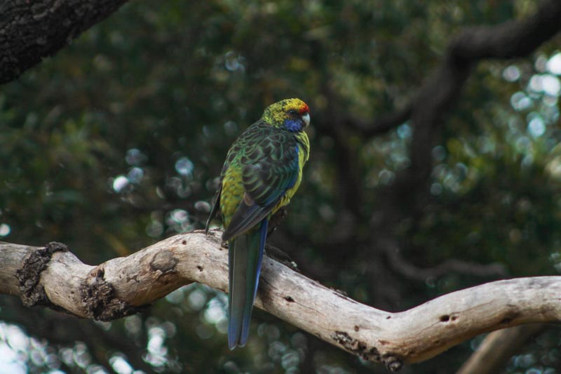 36 - Parrot at the campground