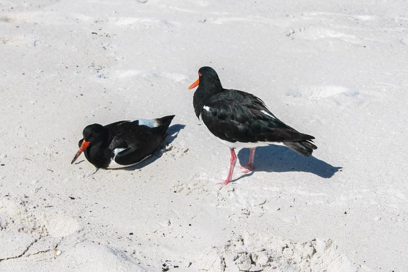 53 - American Oystercatchers