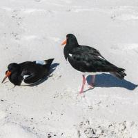 53 - American Oystercatchers