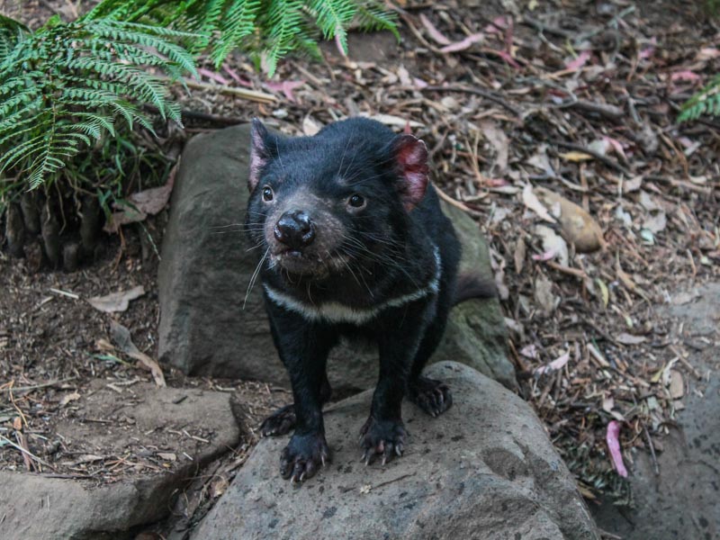 57_Tasmanian Devil Unzoo