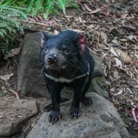 57_Tasmanian Devil Unzoo