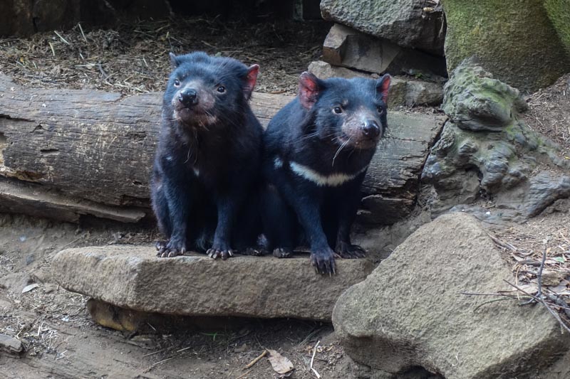 58_Tasmanian Devils