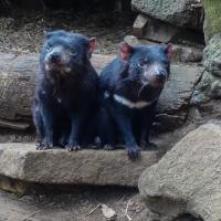 58_Tasmanian Devils