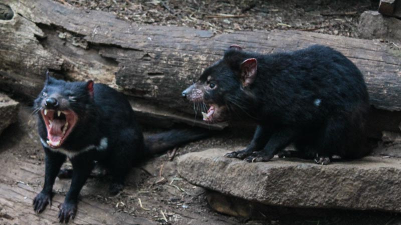 59_Tasmanian Devils