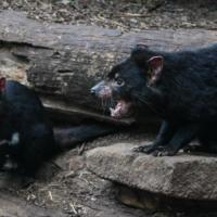 59_Tasmanian Devils