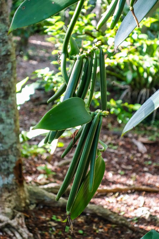 6-Vanilla plant Lifou