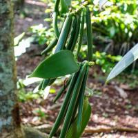 6-Vanilla plant Lifou