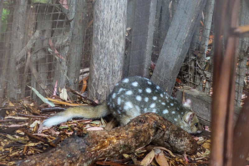 60_The famous cute quoll