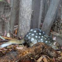 60_The famous cute quoll