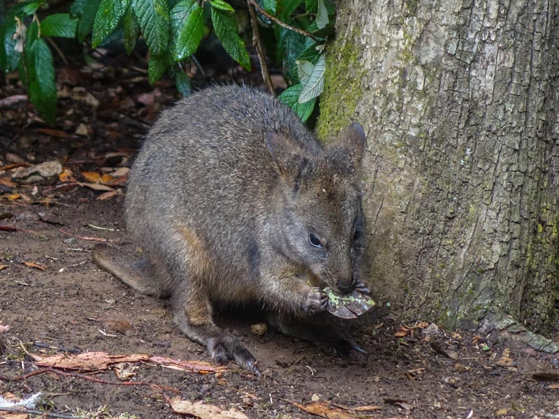 61_Pademelon