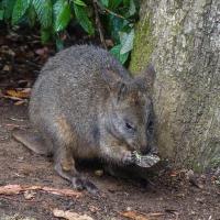 61_Pademelon