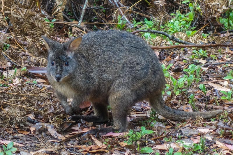 62_Pademelon