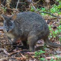 62_Pademelon