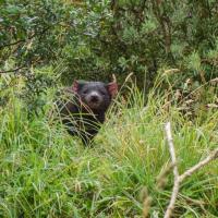 63_Tasmanian Devil