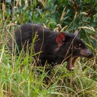 64_Tasmanian Devil