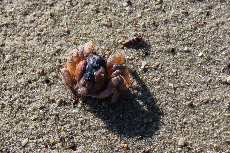 66 - Crab at Musselroe Bay