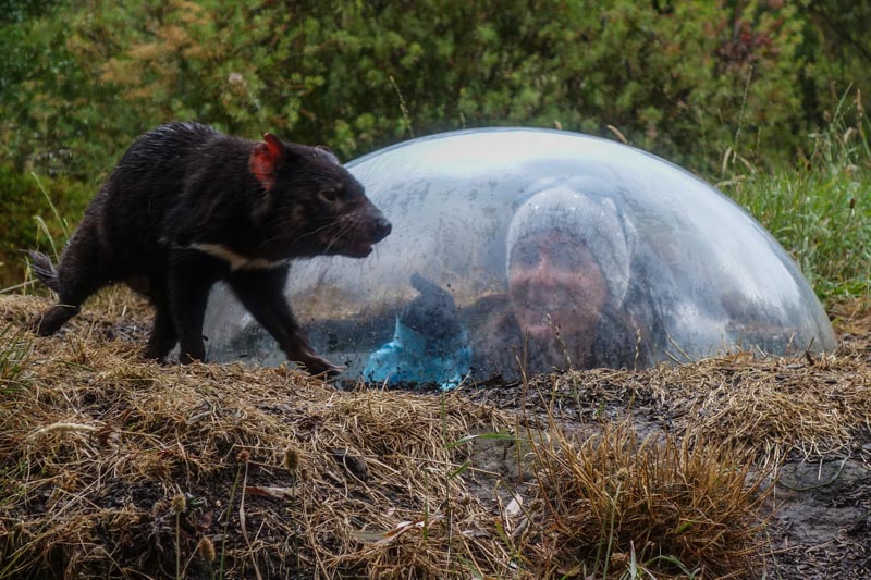 66_Tassie Devil Dome