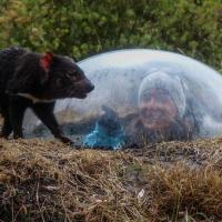 66_Tassie Devil Dome