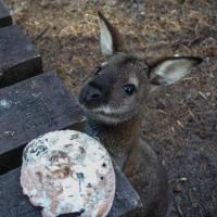 71 - Cheeky wallaby