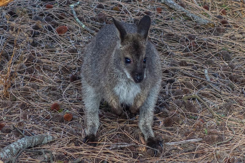 72 - Baby wallaby