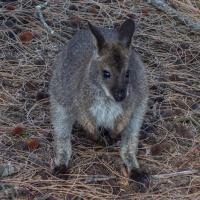 72 - Baby wallaby