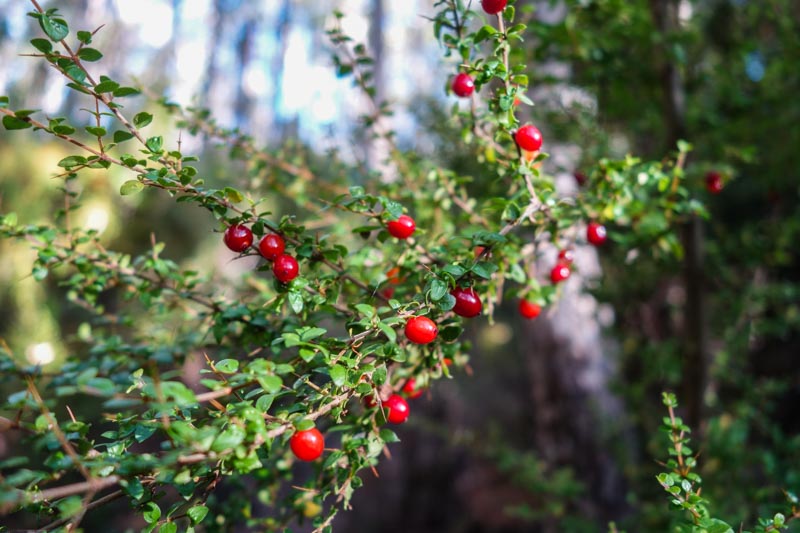 8 - Native cranberries