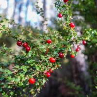 8 - Native cranberries