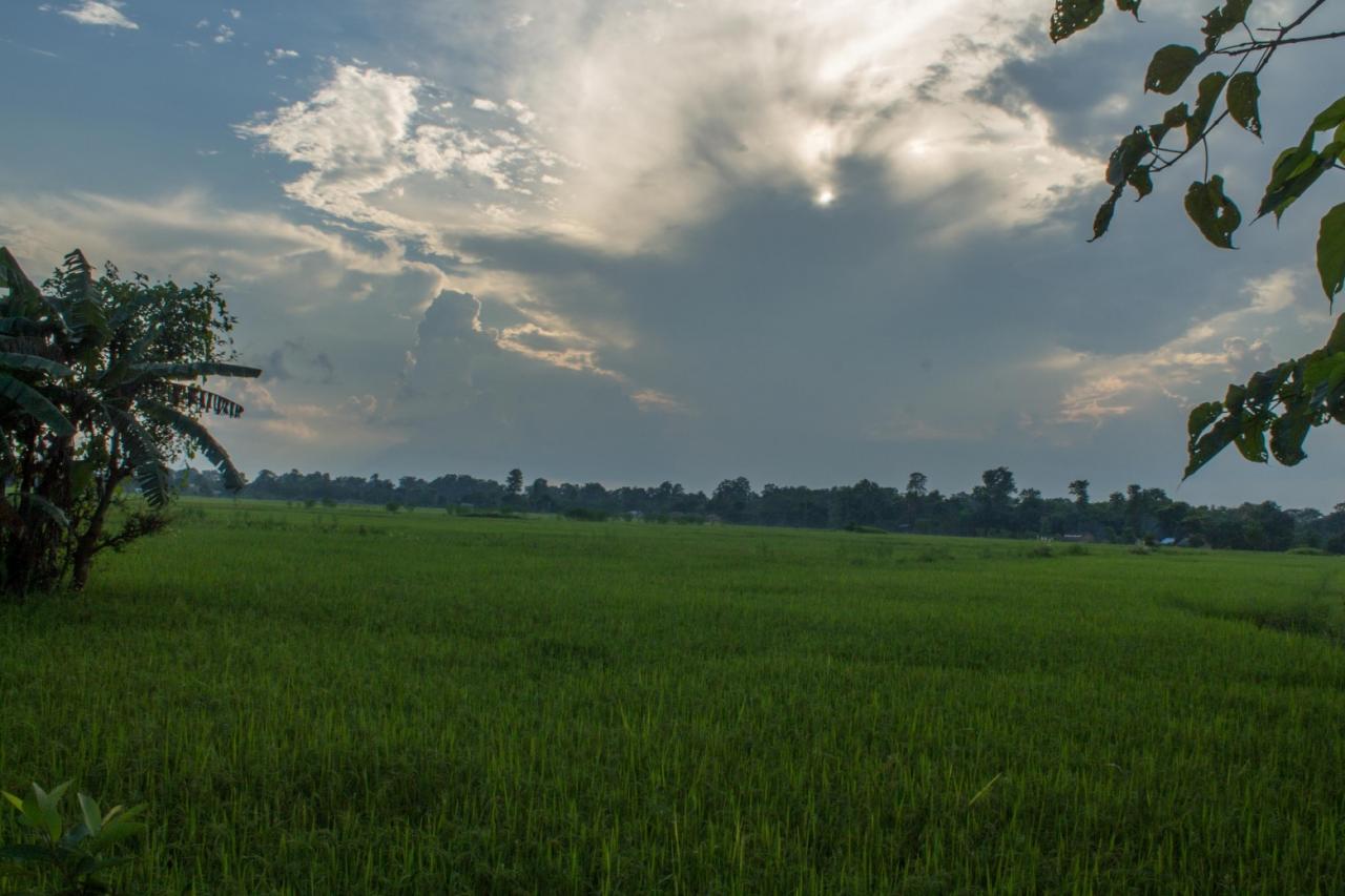 Day 1 - Arrival Rice field