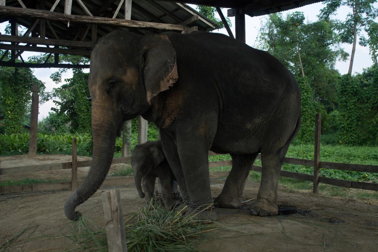 Day 1 - Elephant breeding center 1