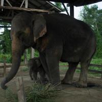 Day 1 - Elephant breeding center 1