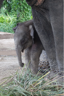 Day 1 - Elephant breeding center 2