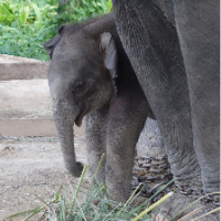 Day 1 - Elephant breeding center 2