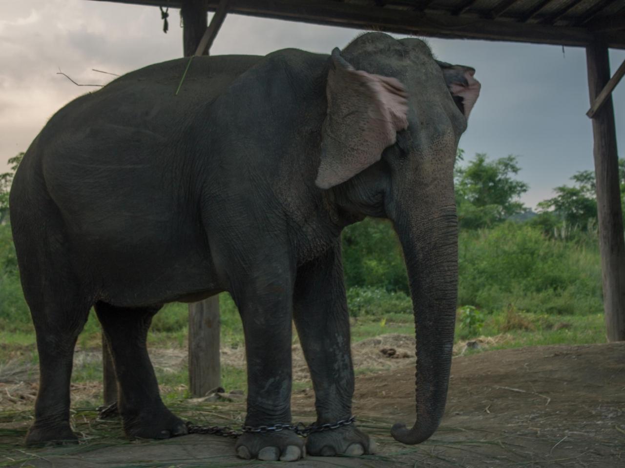 Day 1 - Elephant breeding center 3