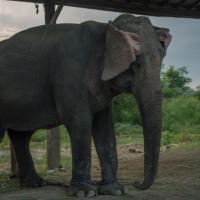 Day 1 - Elephant breeding center 3