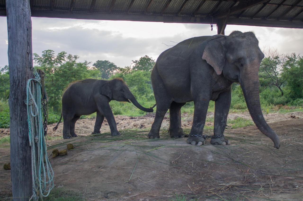 Day 1 - Elephant breeding center 4