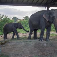 Day 1 - Elephant breeding center 4