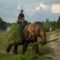 Day 1 - Elephant breeding center 5