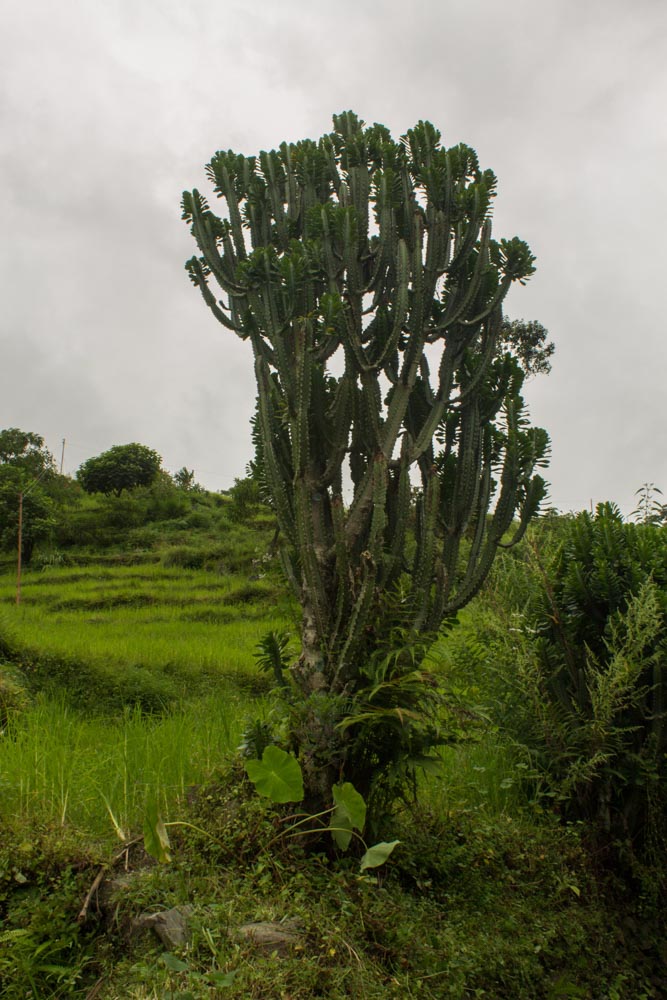 Day 1 - Landscape  Cactus-6