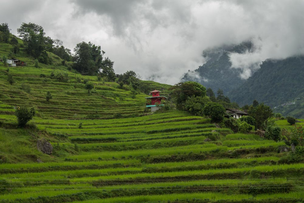 Day 1 - Landscape  Rice field-4