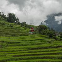 Day 1 - Landscape  Rice field-4