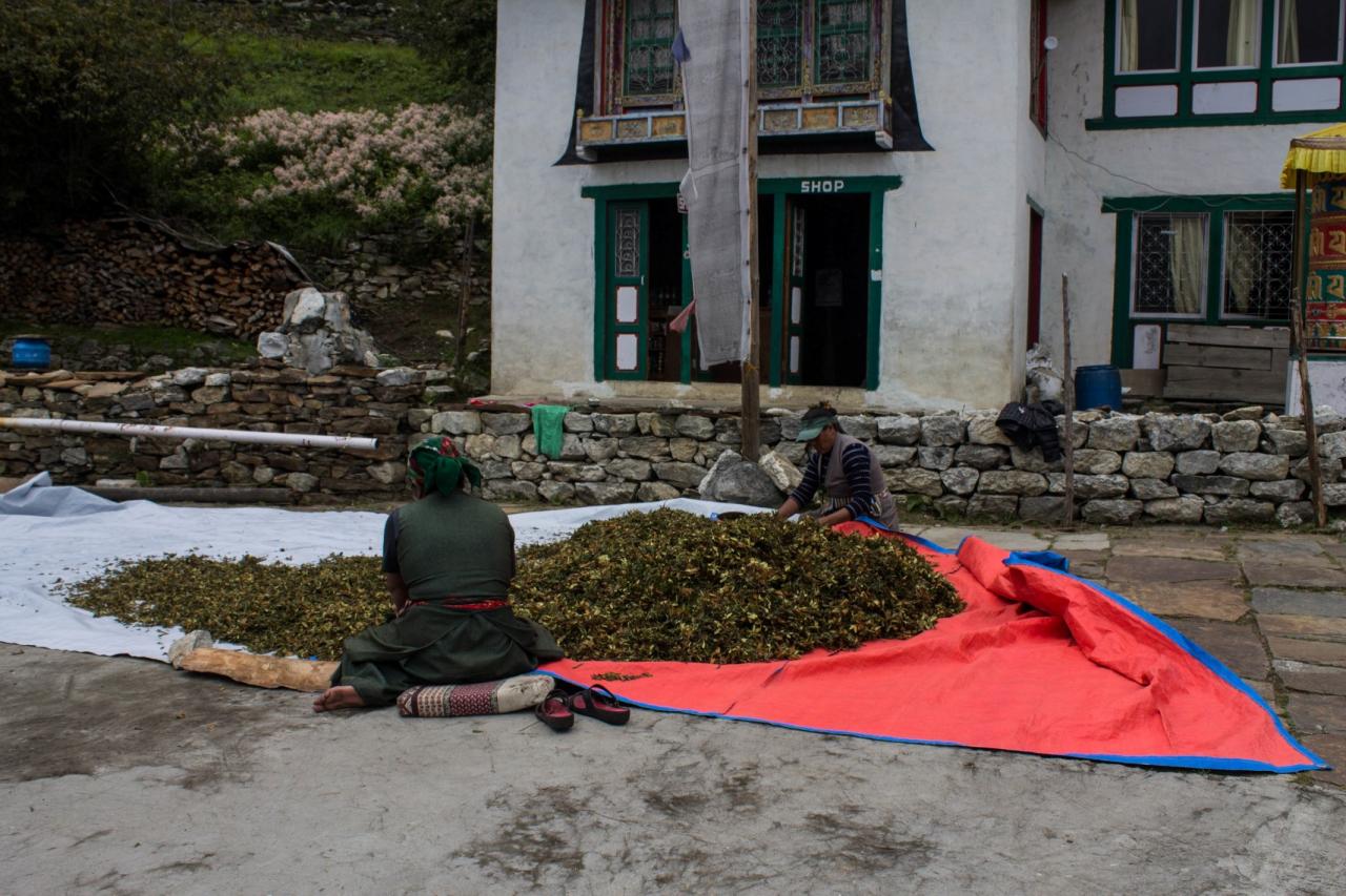 Day 11 Rododendron tea leaves drying