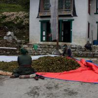 Day 11 Rododendron tea leaves drying