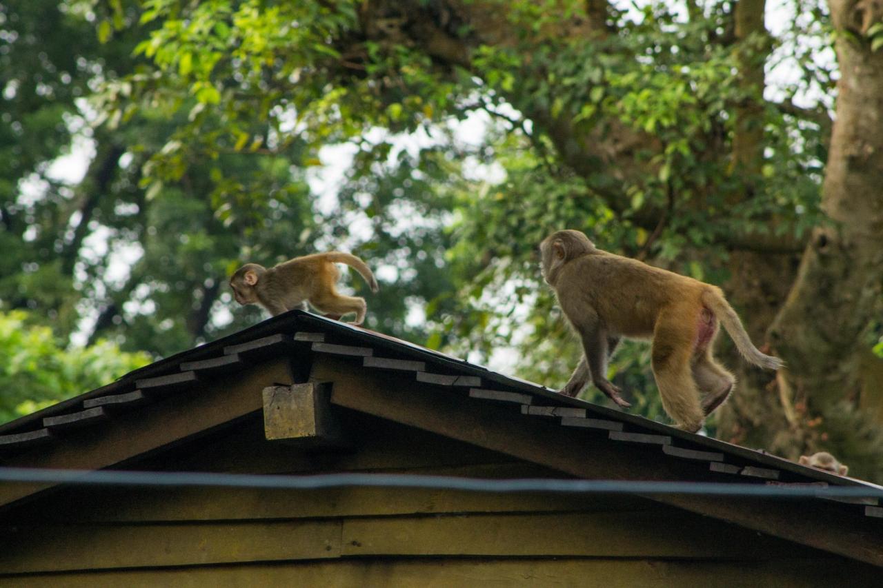 Day 2-1 Macaque entrance Bardia 1